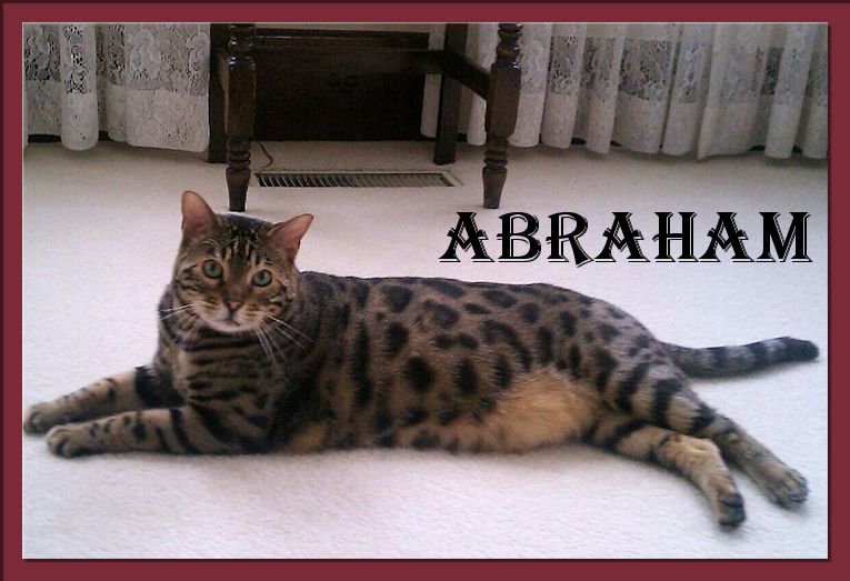 Bengal Cat Abraham