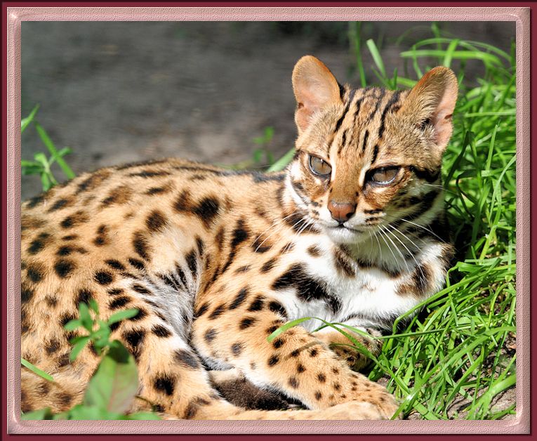 Asian Leopard Cats