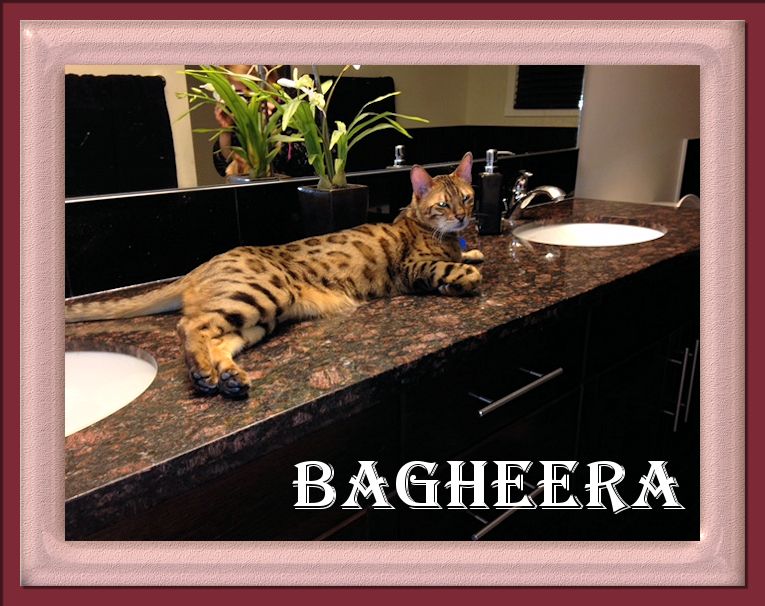 Bagheera