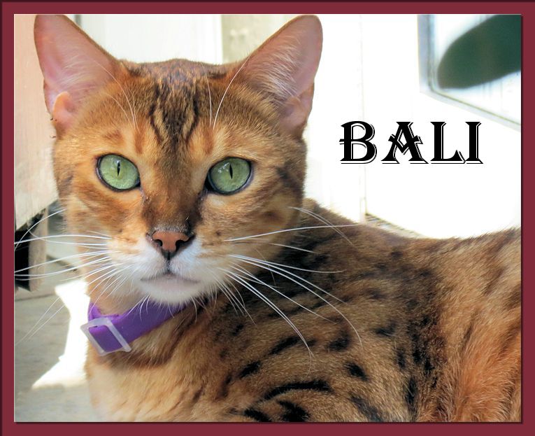 Bengal Cat Bali