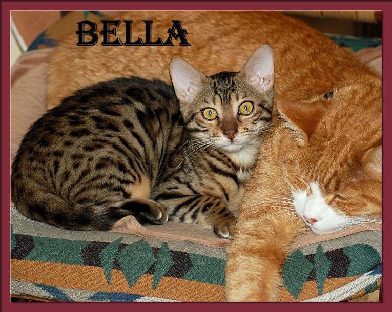 Bengal Cat Bella