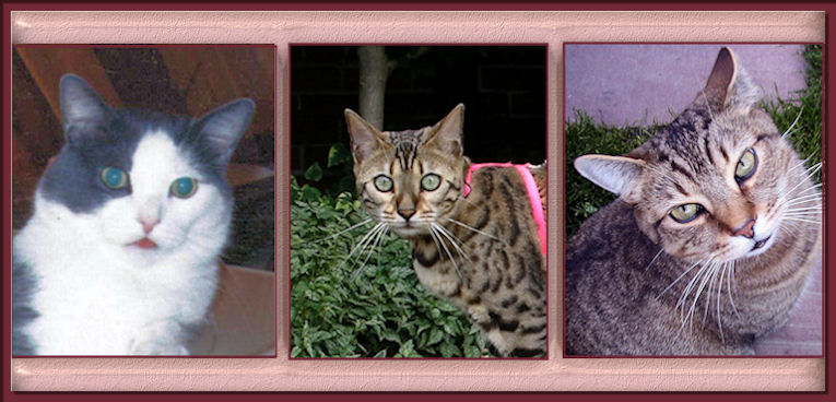 Bengal Cats, Tomcats, Alley Cats
