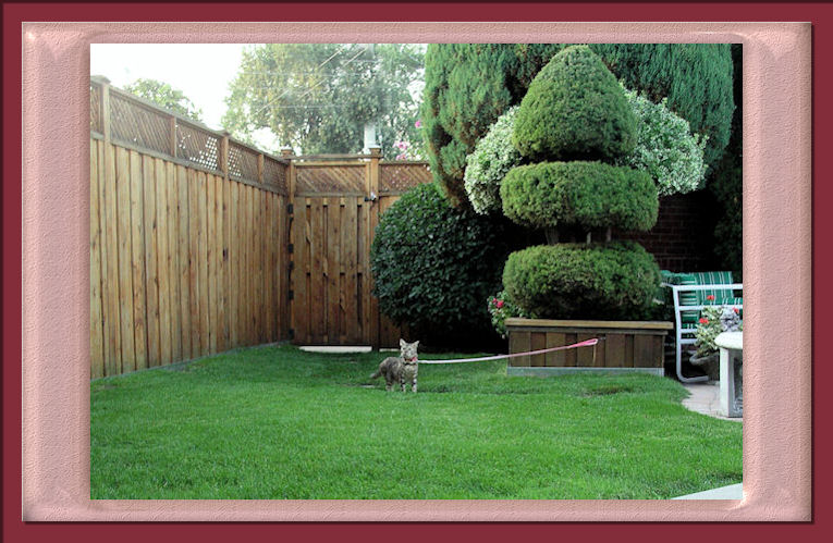 Bengal Cat Going for a Walk on Her Leash in the Back Garden 