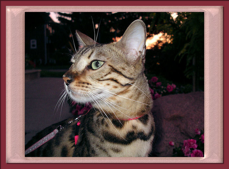 Bengal Cat Profile Yes You are Beautiful Lucy 