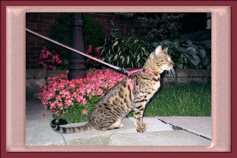 Bengal Cat Ready to Chase Bees and Enjoying Nibbling on Flowers 