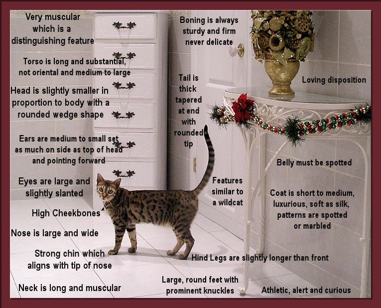 Bengal Breed Standard