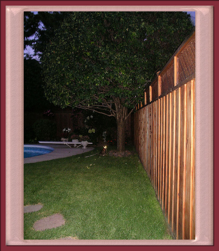 Bengal Cat With Bright Eyes in Back Garden 