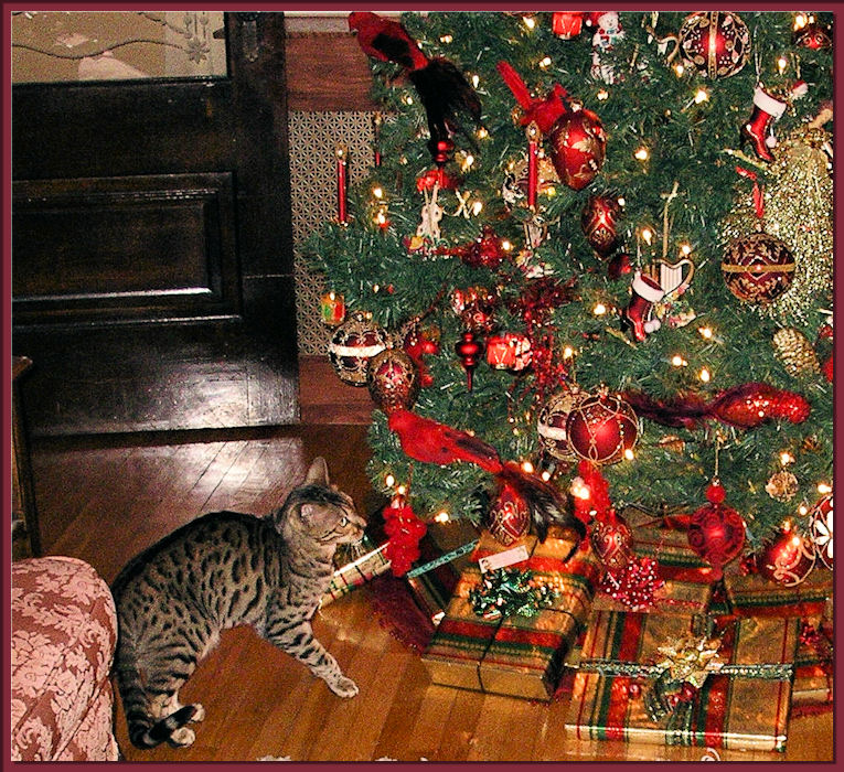 Bengal Cat Under Christmas Tree