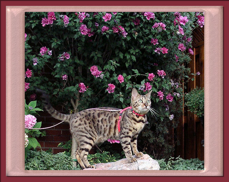 Bengal Cat Climbs Favorite Rock and Glitters in the Sun 