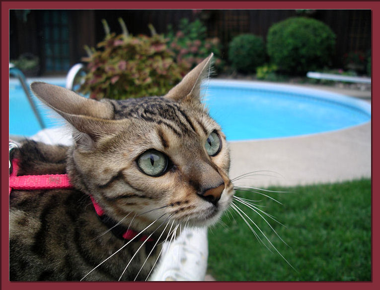 Bengal Cat By Swimming Pool 