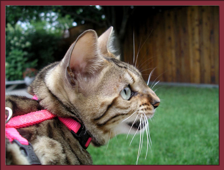 Bengal Cat Chattering 