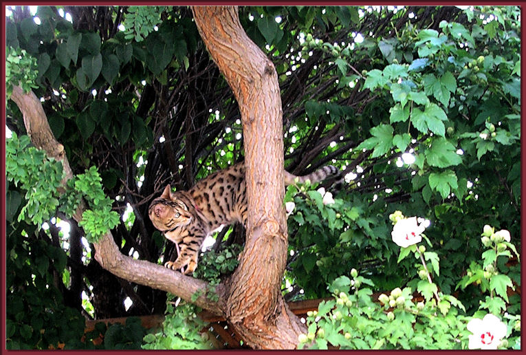 Bengal Cat In Tree