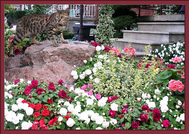 Bengal Cat Climbing Rock 