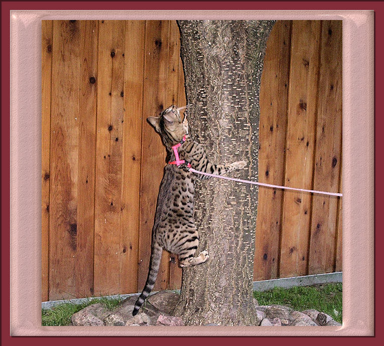 Bengal Cat Climbing Tree 