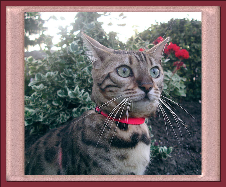 Bengal Cat In The Garden