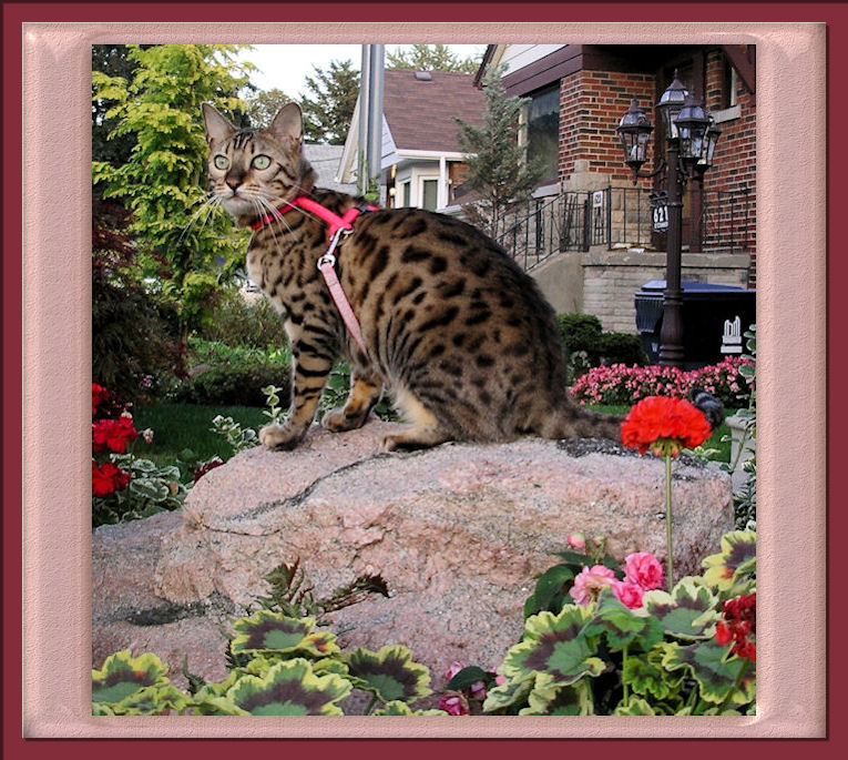 Spotted Bengal Cat Perched on Rock With Harness and Leash 