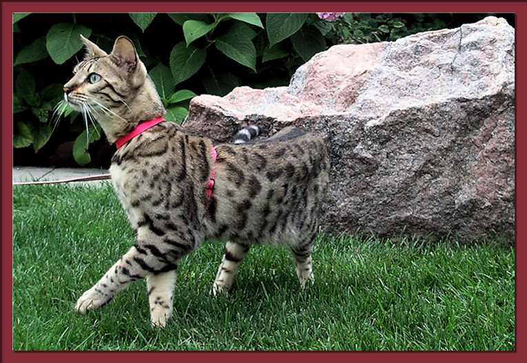 Bengal Cat Dancing 