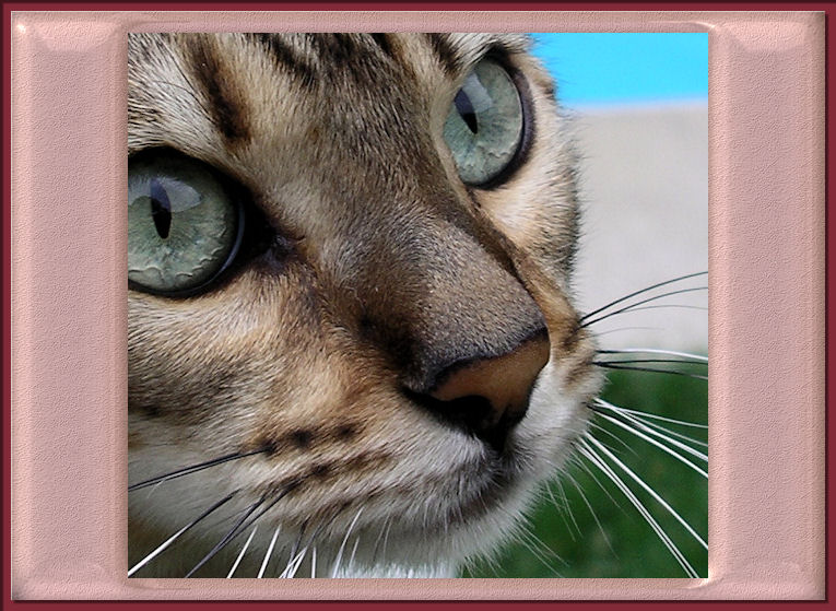 Bengal Cat