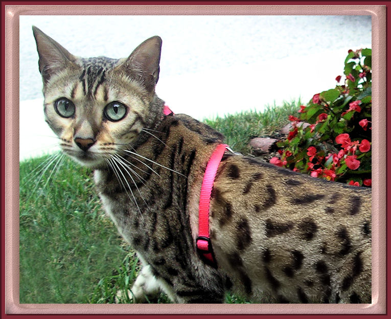 Bengal Cat Breed Information Bengal Cat Characteristics