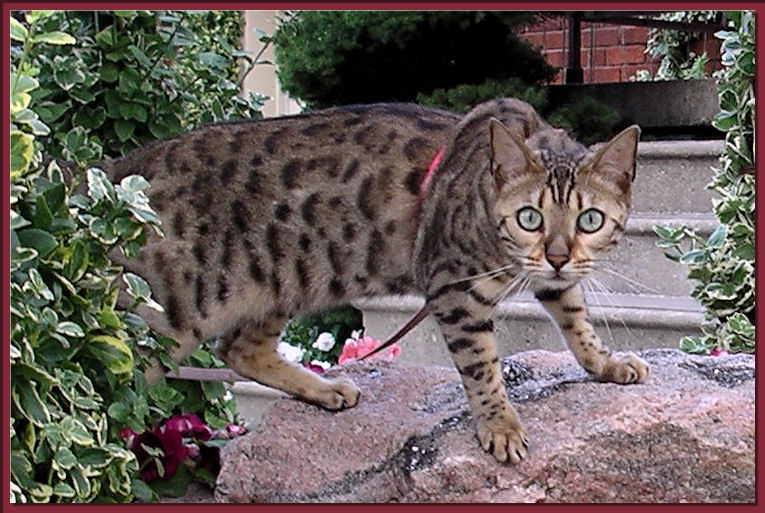 Bengal Cat Face and Bengal Cat Body