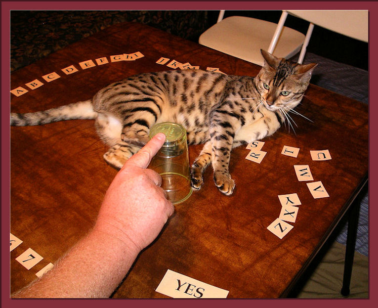 Bengal Cat Playing Ouija and Interacting well with Family 