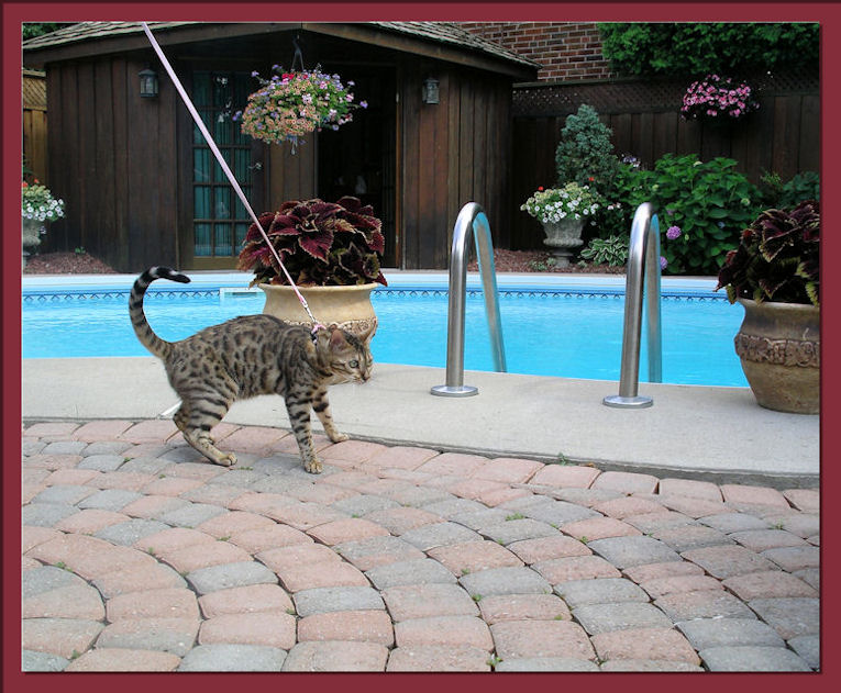 Bengal Cat Sees Big Bug on First Trip Outdoors 