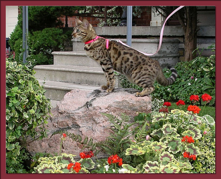 Rosetted Bengal Cat Perched Majestically atop of large Fieldstone 