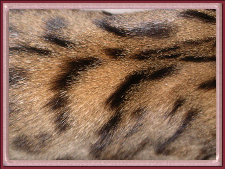 Bengal Cat Glitter