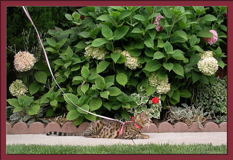 Bengal Cat with Leash and Harness While Out for a Walk 