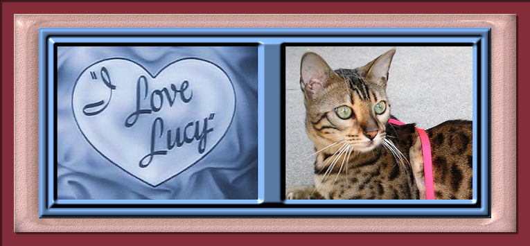 I Love Lucy, that is my Bengal Cat Lucy Law 