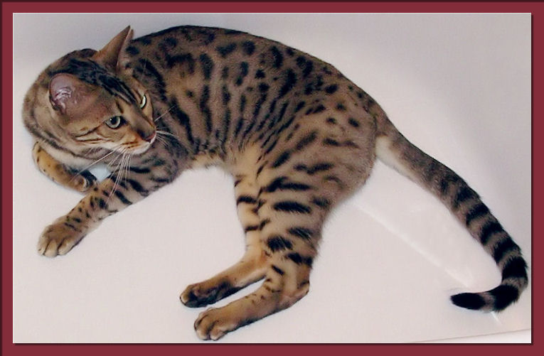 Bengal Cat In Bathtub 