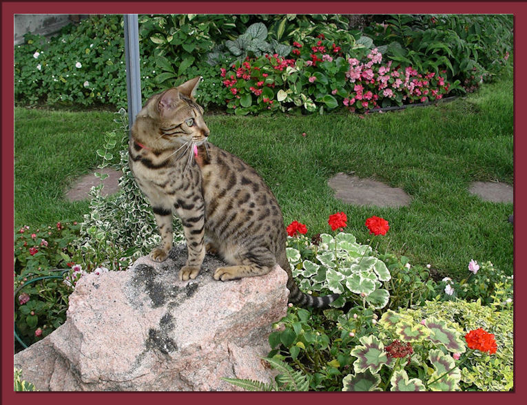 Bengal Cat Watching Birds 