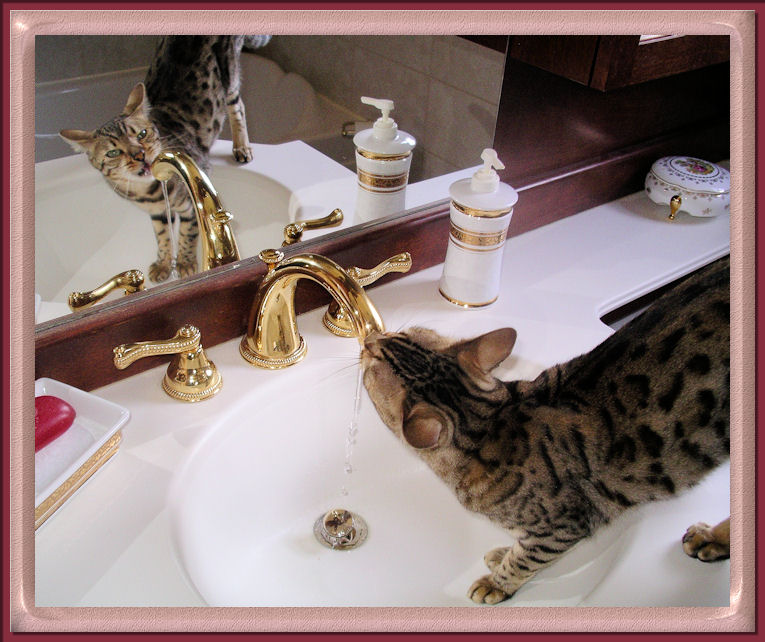 Bengal Cat In Sink Looking through Mirror