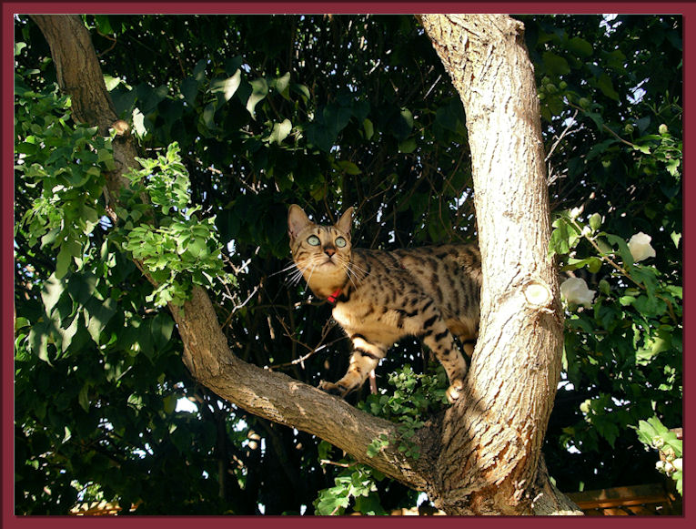 Bengal Cat In Tree 