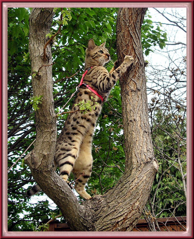 Bengal Cat In Tree on Leash