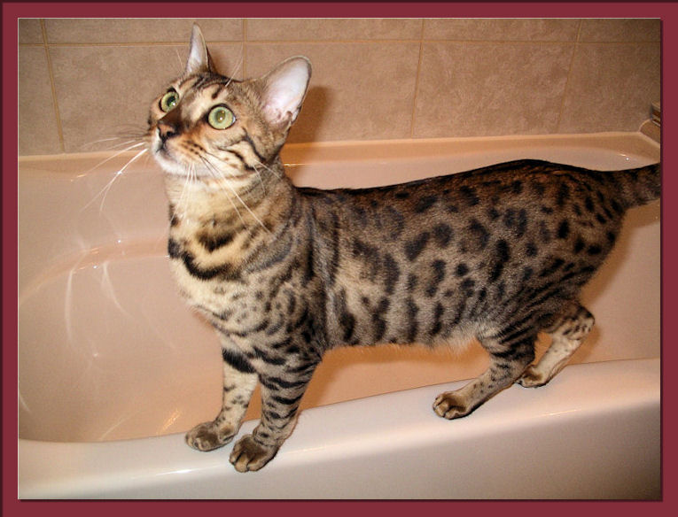 Bengal Cat Loves Bathtub Water and Heights 