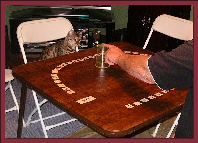 Bengal Cat Focusing on Game 