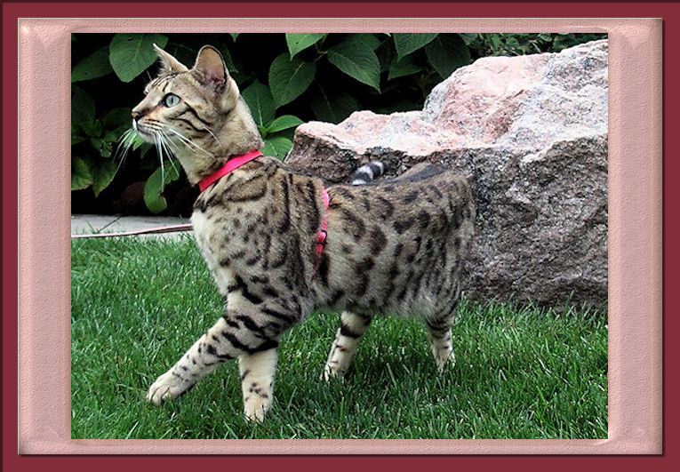 Bengal Cat Leash Training