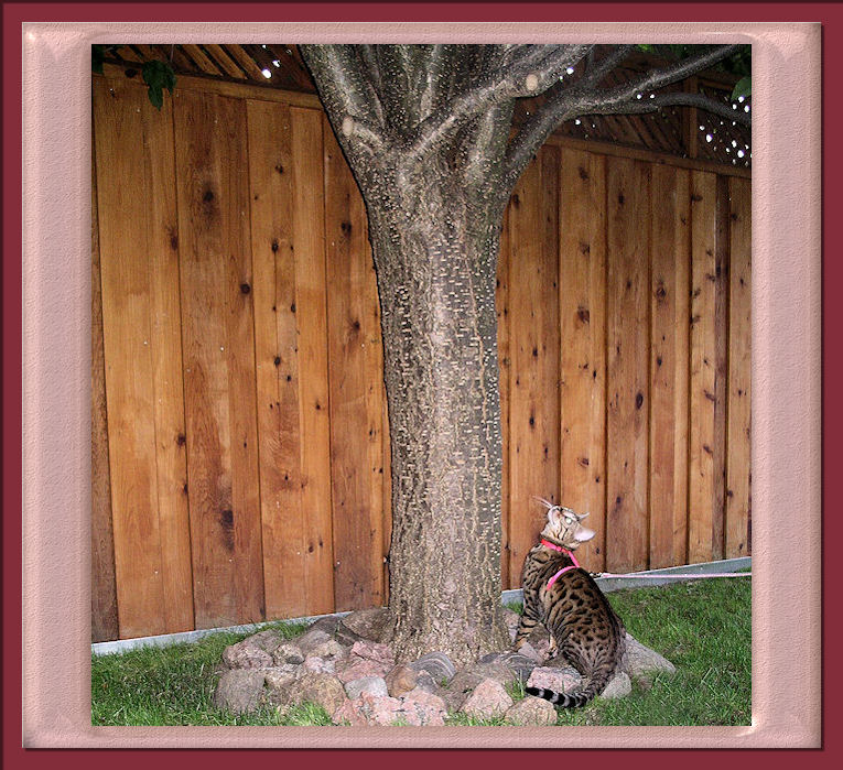 Bengal Cat First Experience with a Tree 