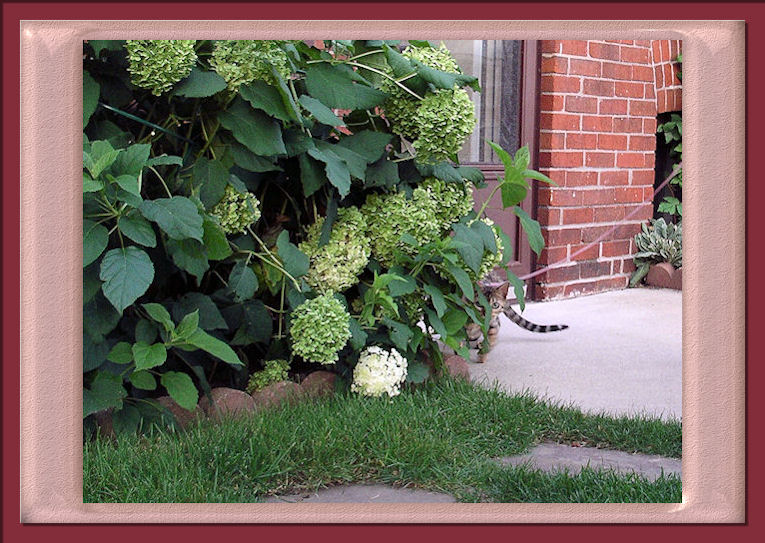 Bengal Cat Hiding in the Hydrangeas