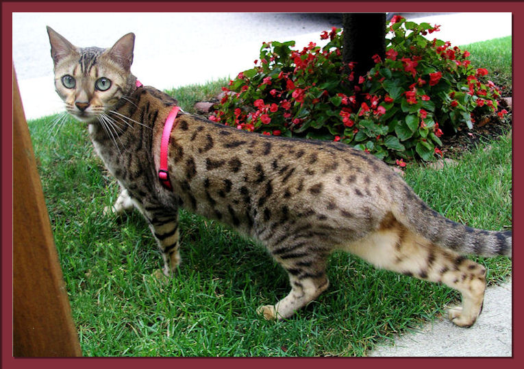 Bengal Cat Moving 