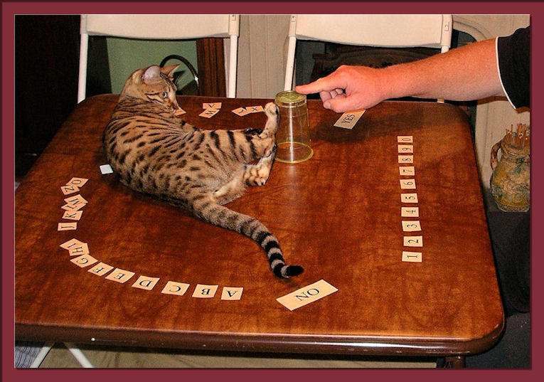 Bengal Cat Playing Game 