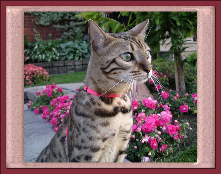 Bengal Cat Curious Always Active and Keeping a Close Eye on Everything 