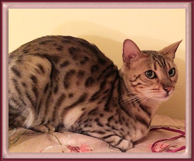 Bengal cat digestive problems deals