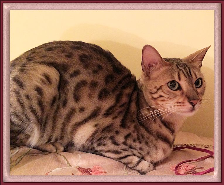 Bengal Cat