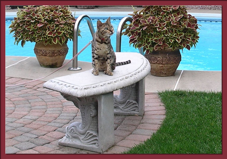 Bengal Cat On Bench 