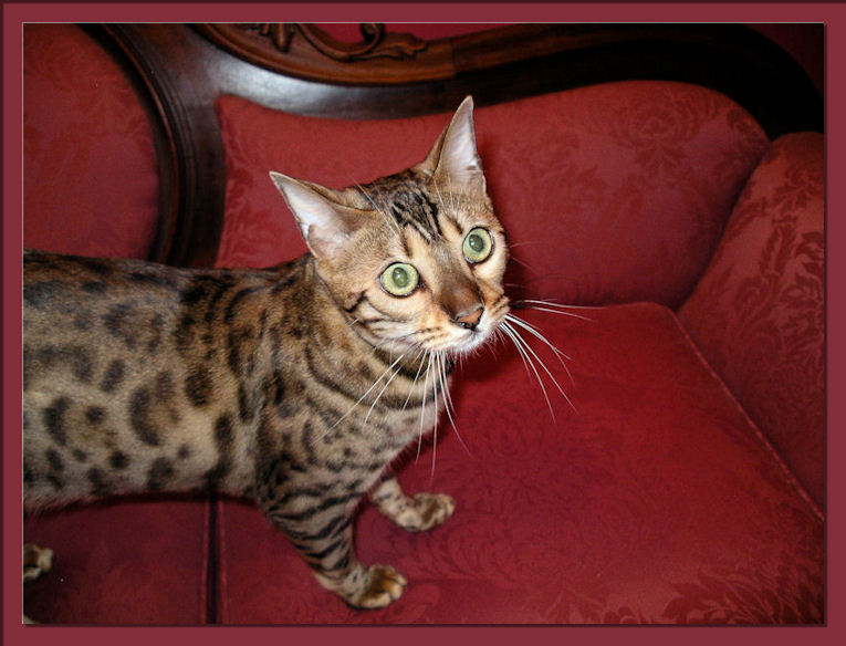 Bengal Cat On Couch Beautiful Face, Green Eyes and Exotic Markings 