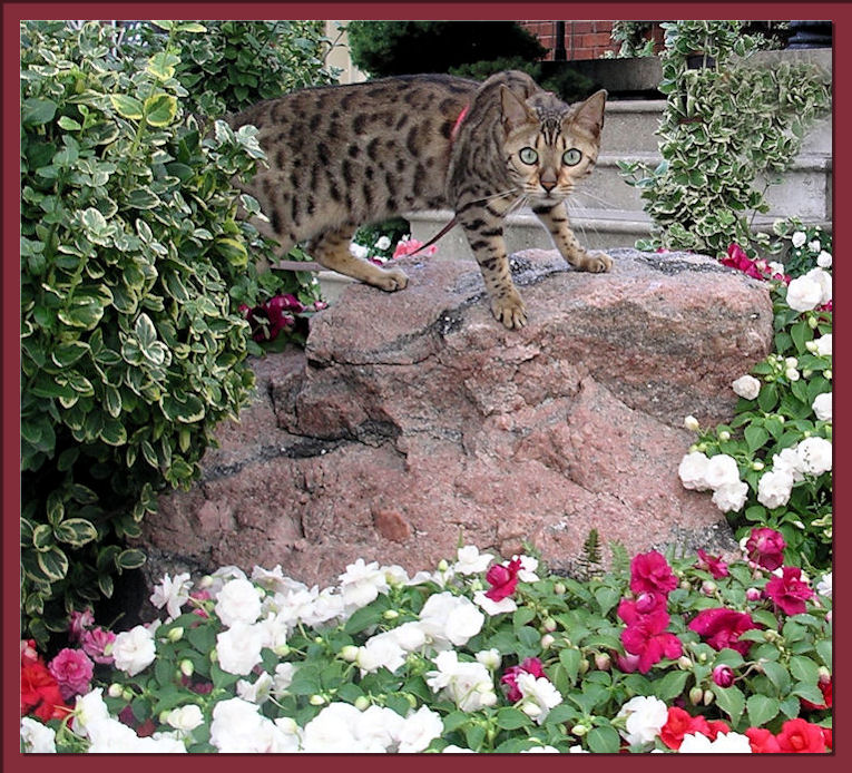 Bengal Cat Climbing Stone 