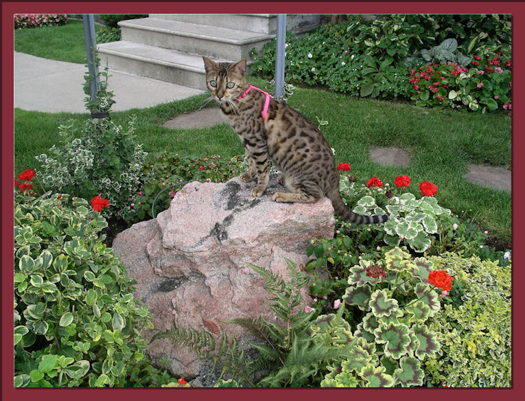 Bengal Cat with Rosettes and loads of Glitter Posing for Camera 