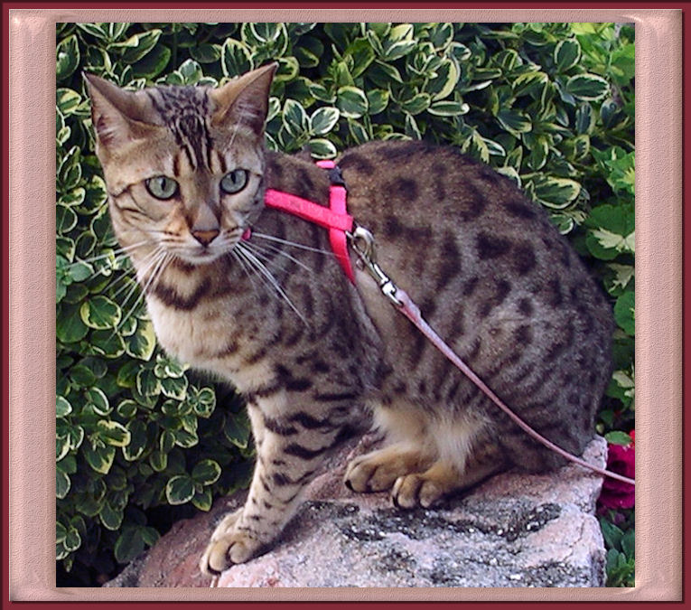 Bengal Cat